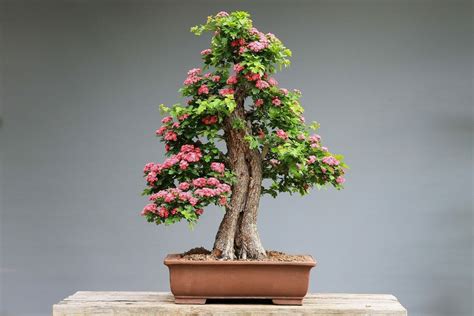 Bonsai for sale near me - We offer one of the largest selection of bonsai tree species. Browse from our collection of professionally trained bonsai trees. All bonsai trees are sent directly from our own nursery directly to you. Juniper Bonsai Trees. Junipers are one of the most popular species of trees. 
